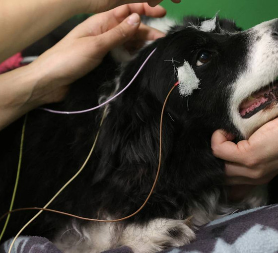 Bir köpeği 'uyutma' adı altında katletmenin maliyeti 4 bin TL, kısırlaştırılması ise 500 TL