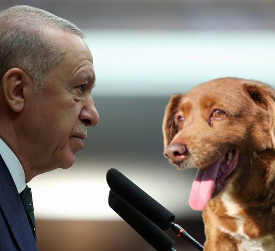 AKP'nin teklifinde katletme var mı? Erdoğan, 'Bunu başarabilirsek gerek kalmayacak' diyerek 'uyutmayı' işaret etti
