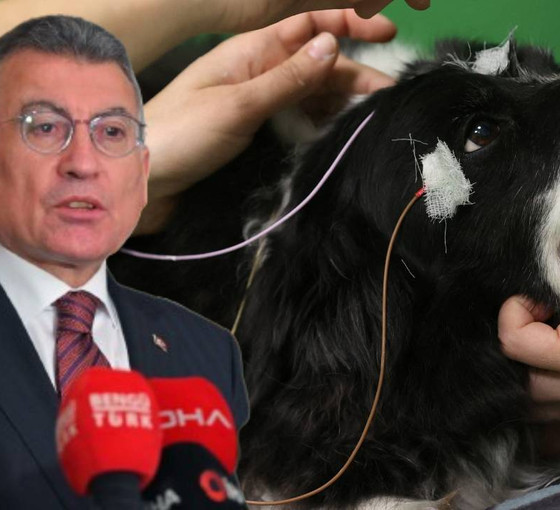 AKP katliam düzenlemesinde ısrarcı... Abdullah Güler: Barınakta bir ay içinde ehlileşmeyen köpekler uyutulacak