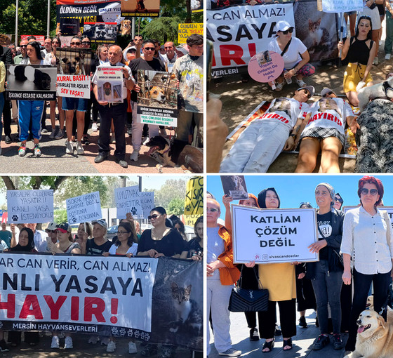 Tüm Türkiye sokak hayvanları için ayakta: 'Katliama izin vermeyeceğiz'