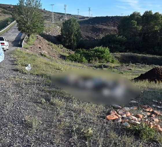 Yozgat'ta katliam: 20'den fazla sokak köpeği, iğne ile öldürülerek yol kenarına atıldı