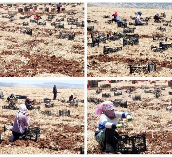 Tarlada 45, reyonda 100 TL: Antep'te sarmısak hasadı başladı