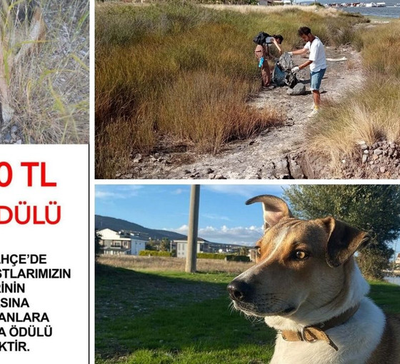 İzmir'de ölen altı köpeği zehirleyen kişinin bulunması için 70 bin TL ödül konuldu