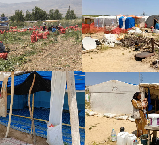 Tarım işçileri insanca koşullarda çalışmak ve yaşamak istiyor: Yoksulluk, güvencesizlik, umutsuzluk...