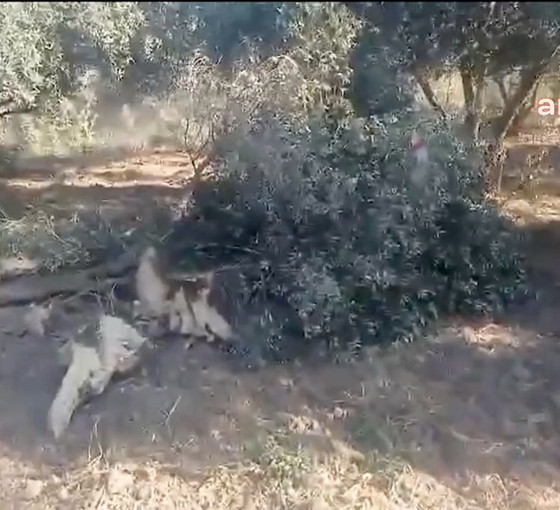Hatay'da bu kez TOKİ konutlarına su hattı için zeytin ağaçları sökülüyor: Bu adalet mi?