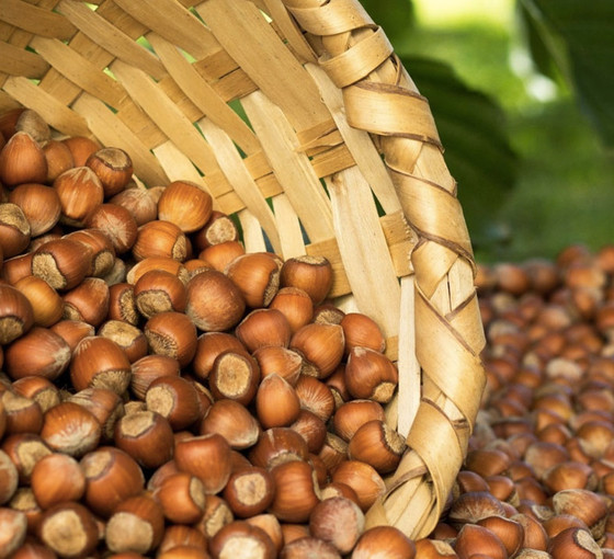 Ferrero'nun rekolte oyunu: Fındık üreticileri 200 TL fiyat bekliyor