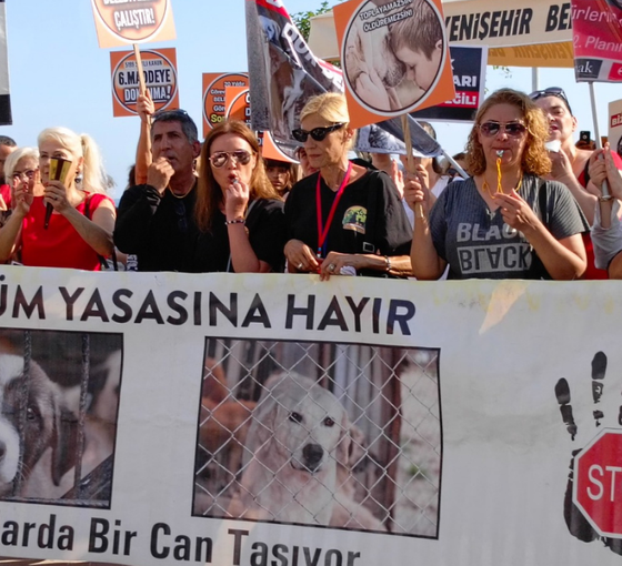 Hayvan hakları savunucuları eylemdeydi, veterinerler söz verdi: 'Bu çocukları öldürmeyeceğiz'