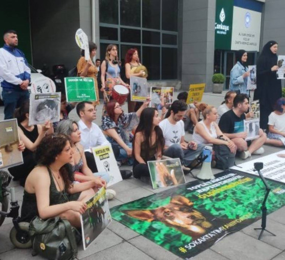 Katliam düzenlemesine karşı hayvanlar için eylem 22’nci gününde: 'Hayvanların toplatılması derhal durdurulsun'