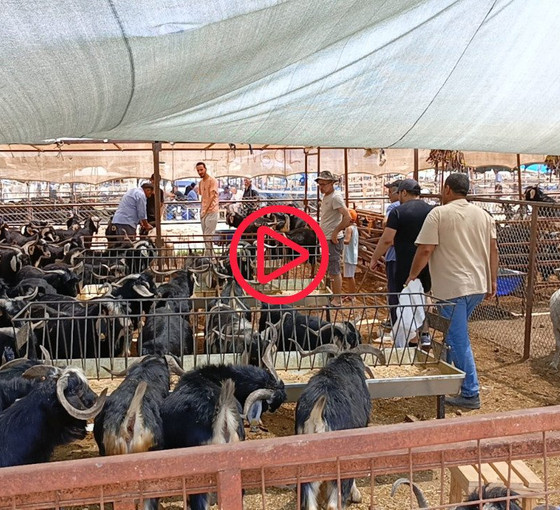 Adana'da kurban pazarı boş kaldı