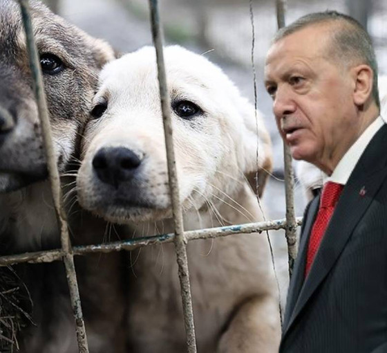 Sokak hayvanlarına yönelik 'katliam' düzenlemesi...Erdoğan’dan kurmaylarına 'Bir an önce neticelendirin' talimatı