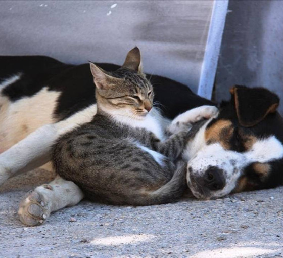 Türkiye katliam tasarısını tartışırken Avrupa Birliği'nden kedi ve köpeklerin refahı için yasa hazırlığı