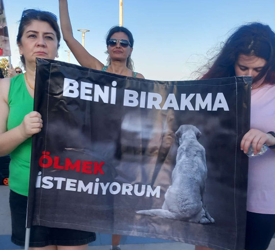 Mersin'de hayvanseverler sokak hayvanları için eylem yaptı: 'Saldırmasın mı istiyorsunuz? O zaman kısırlaştırın'