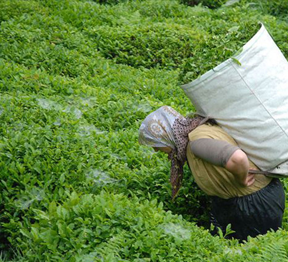 Üreticilerden çay zammına tepki: '19 TL'ye sattığımız çay markette 150 TL'