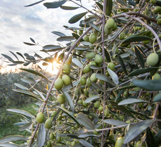 Doğa Derneği: Zeytin yönetmeliği iptal edildi