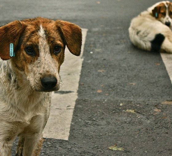 Sokak köpekleri teklifi Meclis’e geliyor: AKP'nin teklifinde 'uyutma'da geri adım