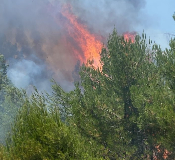 Balıkesir'de ormanlık alanda çıkan yangın kontrol altına alındı