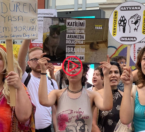 Hayvan hakları savunucularından milletvekillerine çağrı: Tecrit ve katliama hayır deyin