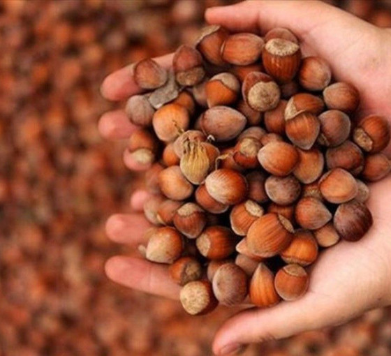 Fındıkta taban fiyat endişesi: 'En az 160 TL olmalı'
