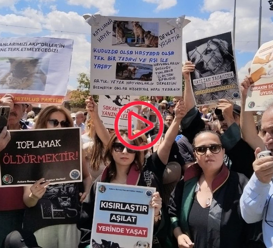 Ankara'da hayvan hakları savunucularından hükümete tepki: 'Tarih sizi yargılayacak'