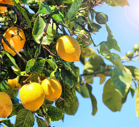 Limonun kilosu 5 TL'den 100 TL'ye kadar yükseldi: 'Üreticiler değil, marketler ve aracılar kazanıyor'
