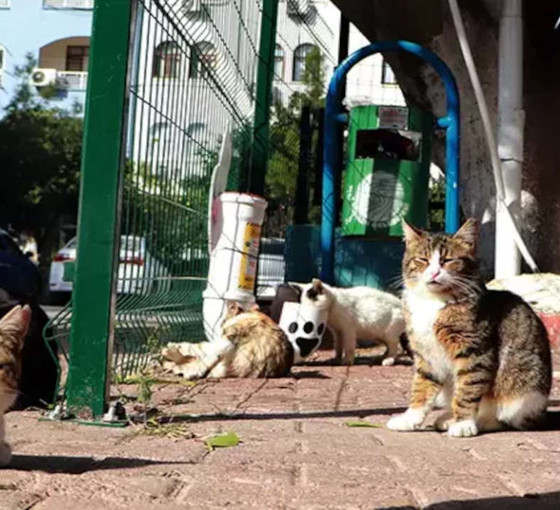 Sera Kadıgil'in talebiyle 'katliam yasası' teklifinde kediler kapsam dışına alındı