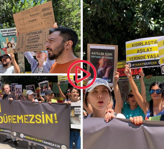 Hayvan hakları savunucuları komisyona seslendi: Katliama ortak olma