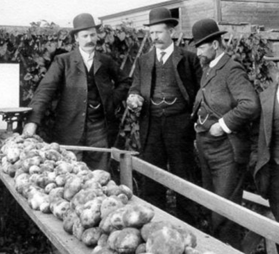 Basın Tarihi: Patates