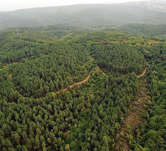 20 günde yaklaşık 2 milyon 500 bin metrekarelik orman işgali: 'Anayasaya aykırı'