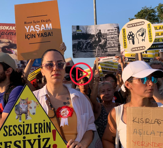 Hayvan hakları savunucuları ‘yaşam zinciri’ oluşturdu: 'Katliama hayır de, yasayı geri çek!'