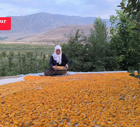 Van'da kayısıyı don vurdu, rekolte yüzde 50 azaldı