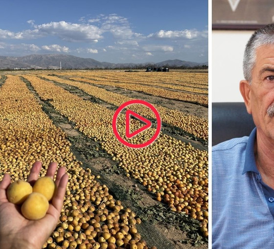 Yeşilyurt Ziraat Odası Başkanı Doğan Solmaz: 'Geçen yıl 200 TL olan kayısı bu yıl 100 TL'ye düştü'