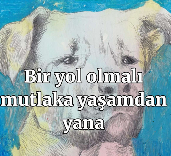 Sezen Aksu ve Ceylan Ertem sokak hayvanları için söyledi: 'Bizi unutma'