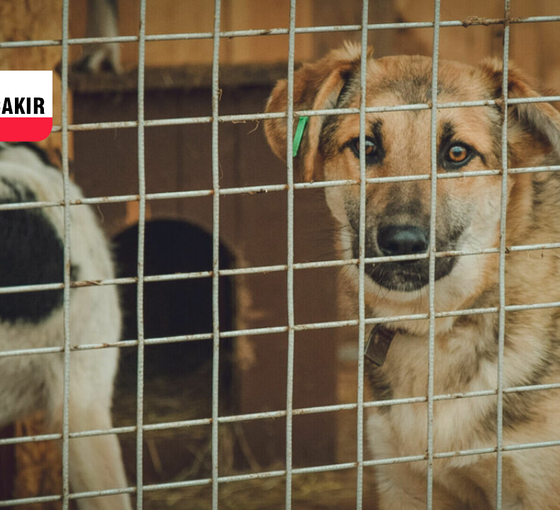 Her şey başarısız olduğunda köpekleri suçlayın