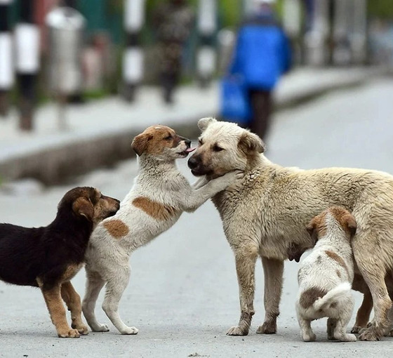 Bakan Yumaklı: Köpekleri öldürmeyen belediyecilere hapis cezası verilecek