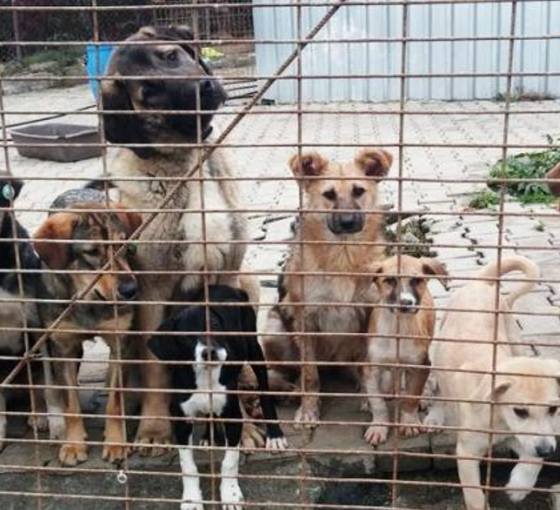 İsviçre ve Avusturyalı hayvan hakları savunucularından mektup: Hayvanların sürekli barınaklarda tutulmasına karşıyız
