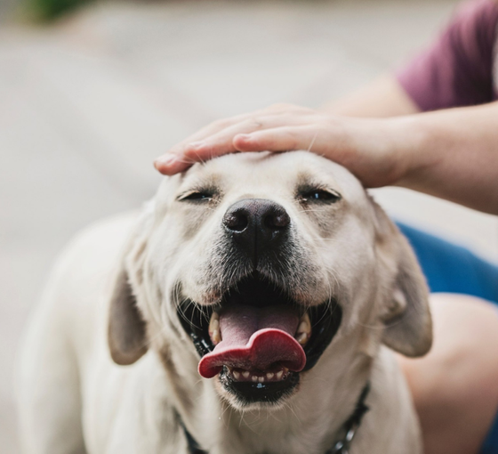 Sokak köpeklerinin tarihsel çilesi