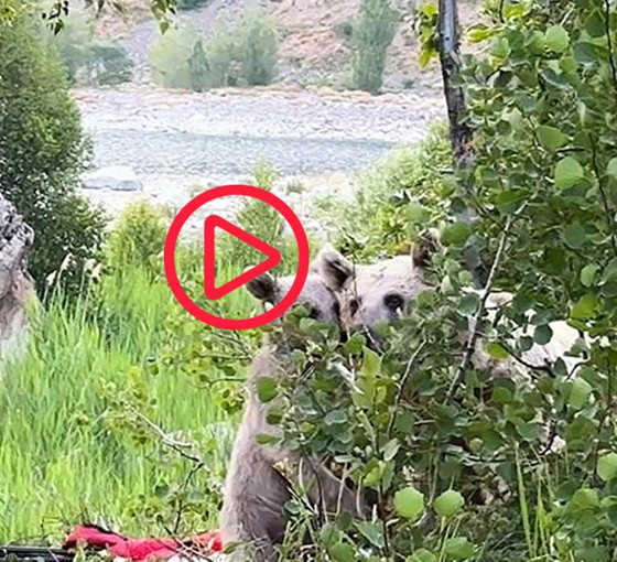 Pikniğe giden aile ayılarla karşılaştı: Sofralarını bırakıp kaçtılar