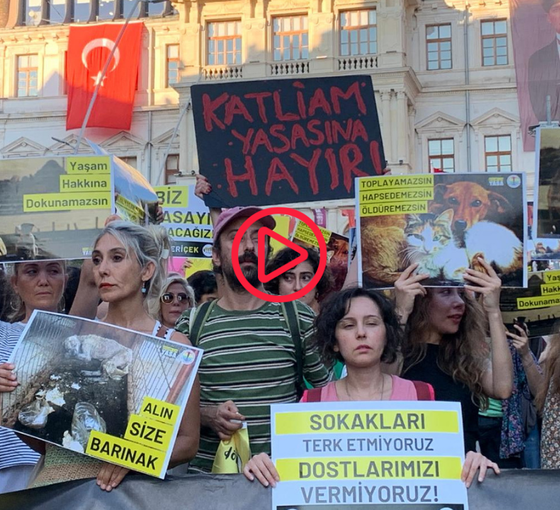 Hayvan hakları savunucuları 67 gündür eylemde: Tek bir dostumuzu kanlı ellerinize teslim etmeyeceğiz