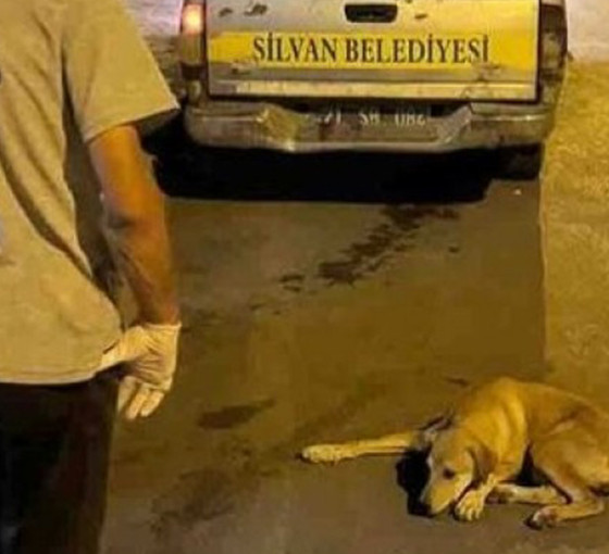 Silvan Belediyesi'nden açıklama: Barınağa götürülen köpekler kısırlaştırıldıktan sonra yaşam alanlarına geri bırakılacak
