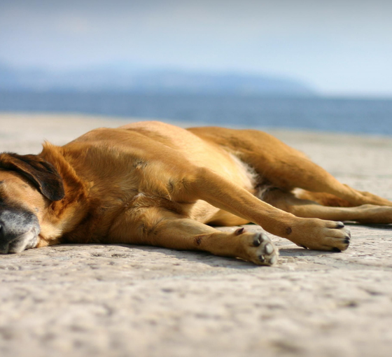Diren İstanbul: Saray modernleşmesi ve sokak köpekleri