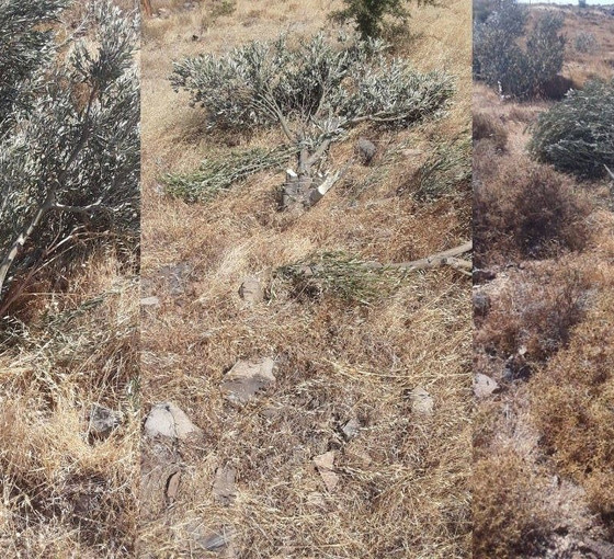 Karaburun’da zeytin katliamı: Lodos Enerji GES projesi için 2 bin ağaç kesti