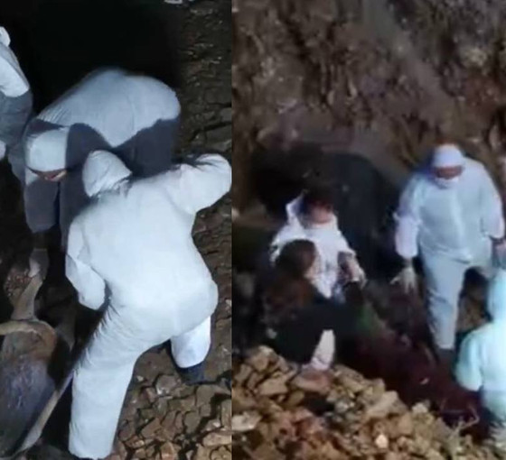 Altındağ’da mezardan çıkarılan köpekler nekropsiye gönderildi: Doğal ölüm değil, katliam