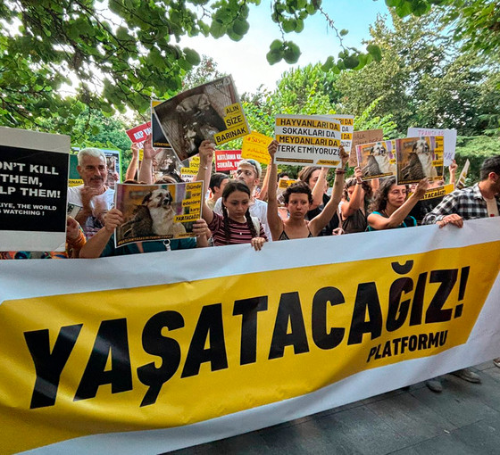 Hayvan hakları savunucuları AKP İl binasına yürüdü: 'Hesap verene kadar elimiz yakanızda'