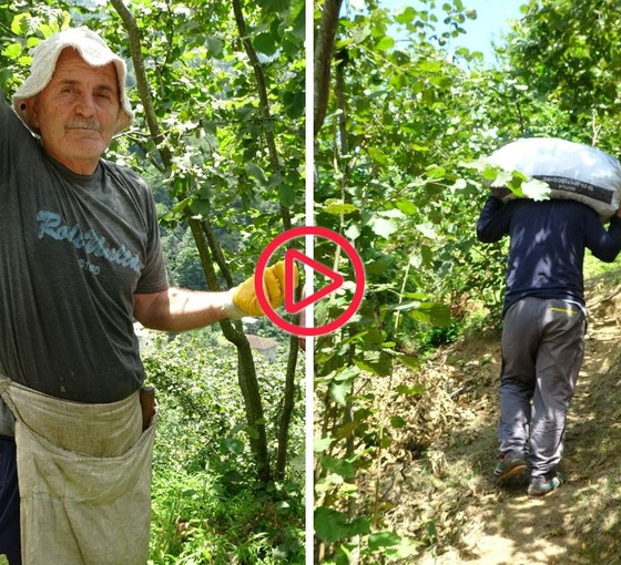 Trabzonlu fındık üreticileri: 'İnsanların kendi coğrafyalarına tutunabilmeleri engelleniyor'