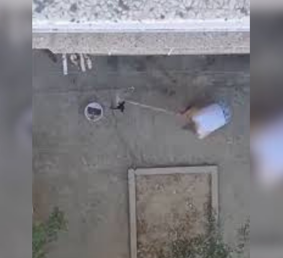 Manisa'da hayvana şiddet: Üç kedi yavrusunu sopayla döverek öldüren kişi gözaltına alındı