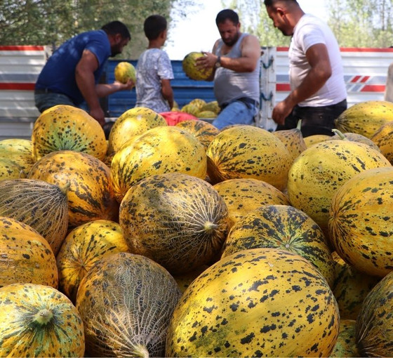 Kavun-karpuz üreticisi: Böyle giderse çiftçiliği bırakacağız
