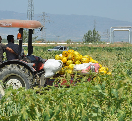 1.5 milyon TL'lik ürüne 100 bin teklif edilince.... 600 ton kavun ve karpuzu bedava dağıttılar