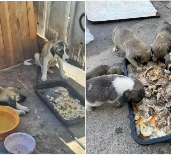 Yine Altındağ, yine katliam: Yavruyken ezilmekten kurtarılan beş köpek ölü bulundu
