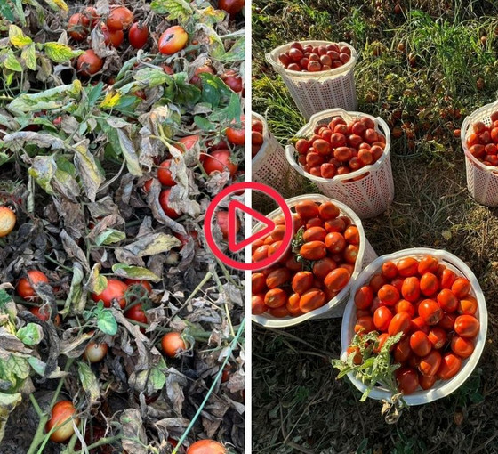 Domates maliyetleri altında ezilen çiftçi, tarlasını halka açtı