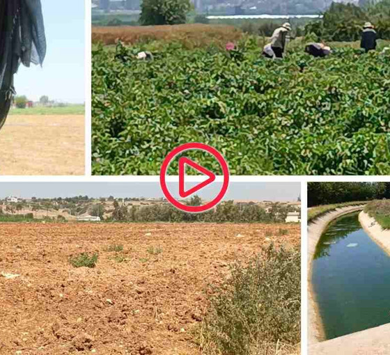 Adana'da sulama krizi: 'Ürün yetişmezse kıtlık olur'